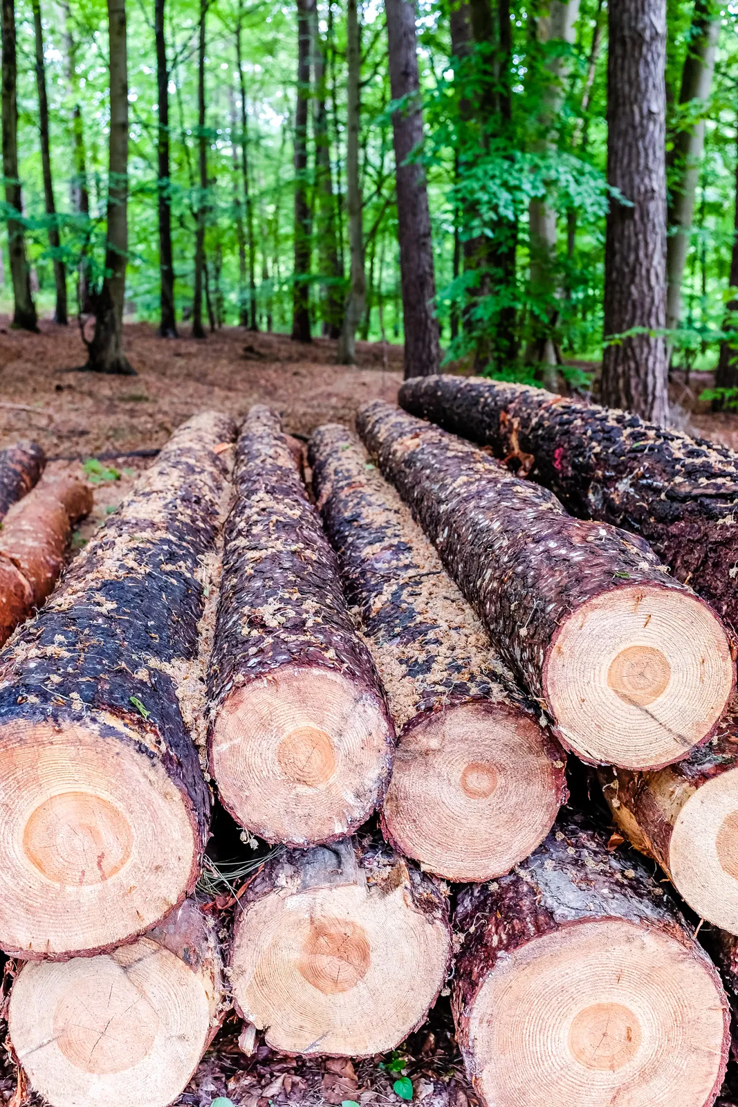 Shuttering Ply